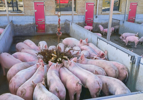 Der neue Mastschweinestall ermöglicht es den Kräuterschweinen auch an der frischen Luft zu sein